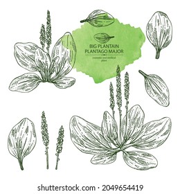 Collection of large plantain: large plantain plant and leaves. Plantago major. Cosmetic and medical plant. Vector hand drawn illustration