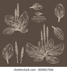 Collection of large plantain: large plantain plant and leaves. Plantago major. Cosmetic and medical plant. Vector hand drawn illustration