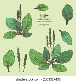 Collection of large plantain: large plantain plant and leaves. Plantago major. Cosmetic and medical plant. Vector hand drawn illustration