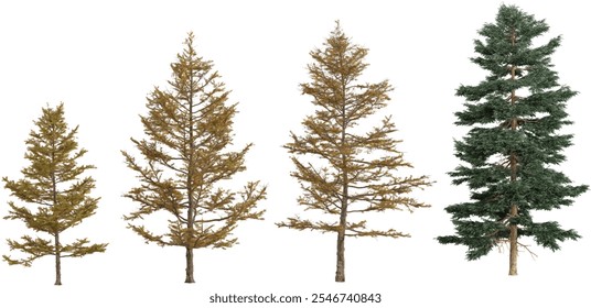 Collection of Larix,Picea trees on transparent background