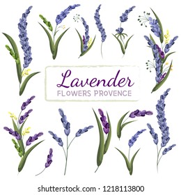 Collection of lavender flowers. Elements for design. A set of lavender. Provencal flowers. Set of lavender sprigs. All elements are isolated.