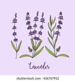 Collection of lavender flowers on a white background. Vector illustration