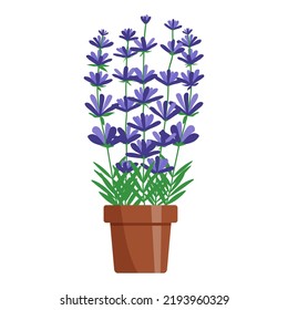 Collection of lavender flowers in pots on a white background. Vector illustration.