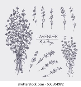 Collection of lavender. hand drawn