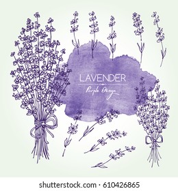 Collection of lavender. hand drawn.