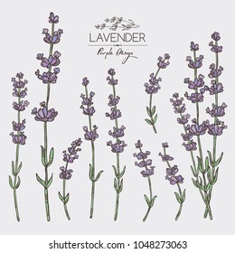 Collection of lavender: twig, lavender flowers and leaves.  Perfumery, cosmetics and medical plant.  Vector hand drawn illustration