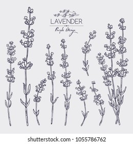 Collection of lavender: twig, lavender flowers and leaves. Perfumery, cosmetics and medical plant. Vector hand drawn illustration