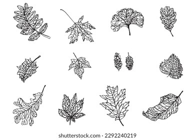 Sammlung von Blatt-Doodle-Skizzen, Farbzeichnung, Vektorgrafik-Element der Vektorgrafik, Zeichensatz für die Naturpflanzenkontur, handgezeichnetes Blatt einzeln auf weißem Hintergrund, botanische Malerei-Clip Art