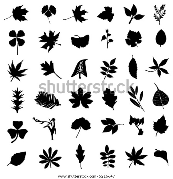 Collection Leaf Flower Vector Stock Vector (Royalty Free) 5216647