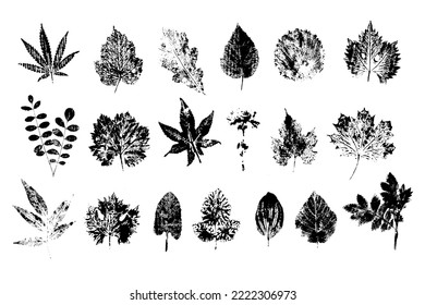 Collection of leaf prints black on white.