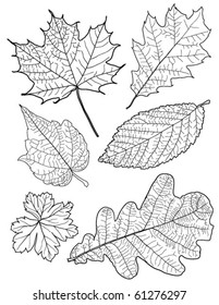 Collection of leaf sketches - vector