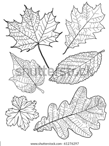 Collection Leaf Sketches Vector Stock Vector (Royalty Free) 61276297