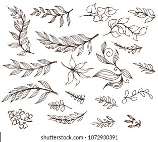 collection of  leaves