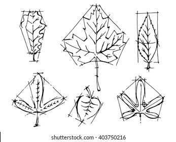 Collection of leaves