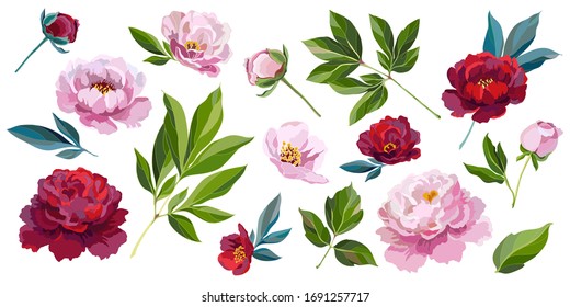 Collection of leaves, buds, flowers of pink and red peonies. Big set of decorative floral elements for design. Vector illustration