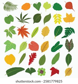 collection of leaves with different shapes