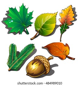 A collection of leaves of different trees and ripe acorn isolated on white background. Vector illustration.
