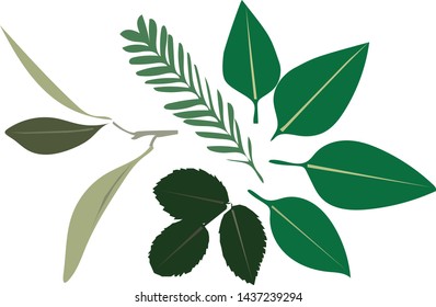 Collection Of Leaves on White Background