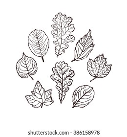 Collection of leaves. Set.