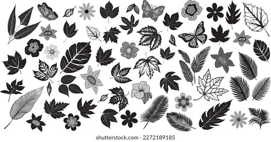 colección de hojas. Conjunto de hojas vectoriales de siluetas dibujadas a mano para el diseño de patrones, ornamentos. Palmilla de arreca, helecho real, hojas de plátano, hojas tropicales, hojas de morera aisladas en fondo blanco