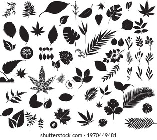 Collection of leaves silhouette designs on white background,  Big set of vector fall tree leaf shapes with maple, oak, birch , mountain ,ash, birch, aspen, wild grapes, and other Nordic leave, 