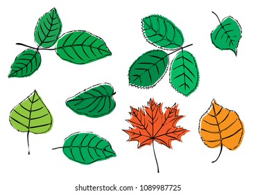 Collection of leaves of trees of different types, branches, birch, maple, Linden, ash,  different colors, isolated on white background