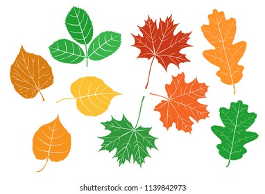Collection of leaves of trees of different types, branches, birch, maple, Linden, ash,  different colors, isolated on white background