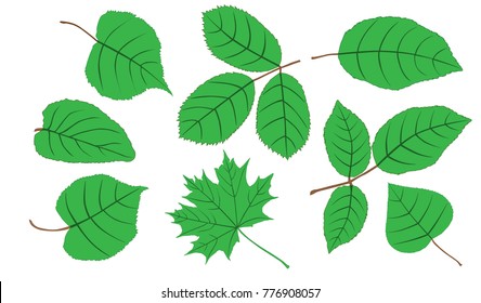 Collection of leaves of trees of different types, silhouettes, branches, birch, maple, Linden, ash,  green color, isolated on white background