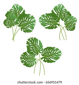 Collection of leaves of a tropical plant Monstera. Summer botanical vector illustration can be used in newsletter, brochures, postcards, banner.