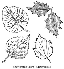 Collection of leaves. Vector illustration
