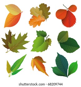 Collection of leaves vector illustration