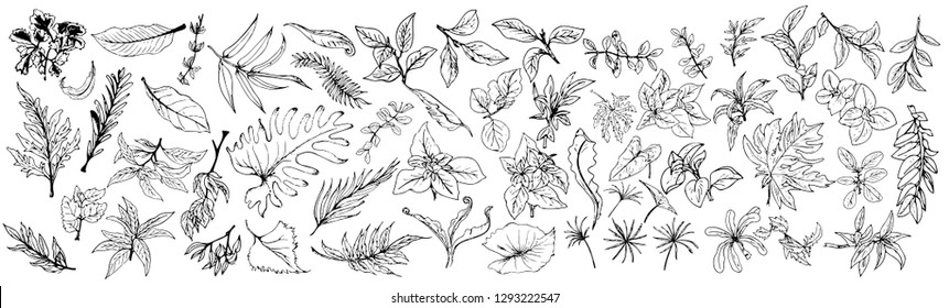 collection of  leaves.abstract Leaves.Hand drawn Leaves isolated on white background. Sketch, vector illustration.