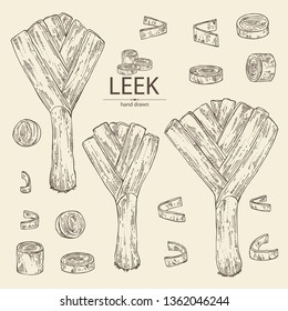 Collection of leek: full leek and slices. Vector hand drawn illustration