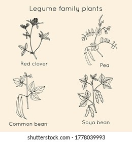 Collection of legume family plants. Hand drawn vector set of medicinal herbs