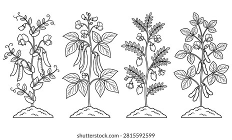 Collection of leguminous plants including pea, chickpea, and soybean varieties, showcasing growth stages, pods, flowers, and root systems.