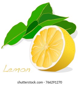 Collection of lemon fruit illustrations  isolated on white