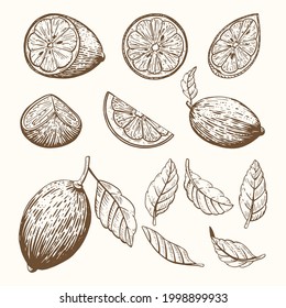 Collection of lemon fruits and leaves isolated on white background. Half piece with seeds, slice, quarter and whole. Fresh citrus. Exotical tropical plant. Flat vector illustration. Sketch style.