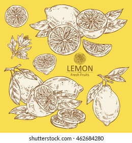 Collection of lemon . hand drawn