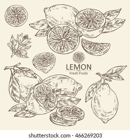 Collection of lemon . hand drawn