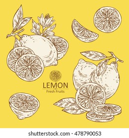 Collection of lemon . hand drawn