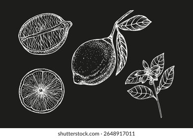 Collection of lemon sketch outline illustrations. Botanical drawing in engraving style. Cooking, aromatherapy, garden, medicinal concept. Hand-drawn floral vector clipart