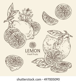 Collection Of Lemon, Lemon Slice And Flower . Hand Drawn