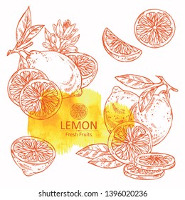 Collection of lemon and lemon slice. Vector hand drawn illustration