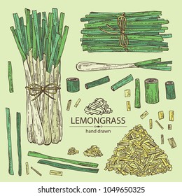 Collection of lemongrass: bunch, plant and dry lemongrass. Vector hand drawn illustration.