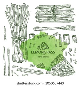 Collection of lemongrass: bunch, plant and dry lemongrass. Vector hand drawn illustration.