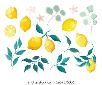 Collection of lemons on branches with flowers isolated on a white background. Vector clipart, botanical decorative elements.