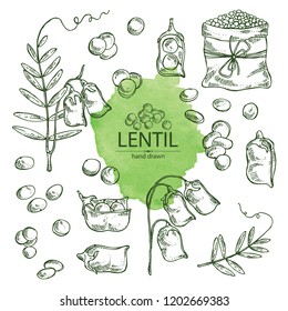 Collection of lentil: leaf, plant, pod and seed of lentil. Vector hand drawn illustration