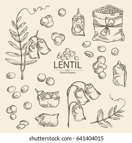 Collection of  lentil: plant, leaves and lentil seeds hand drawn.