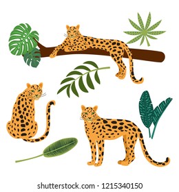 Collection of leopards and tropical leaves. Vector illustrations isolated on white background.