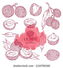 Collection of lichee: lichee fruit and leaves. Vector hand drawn illustration.